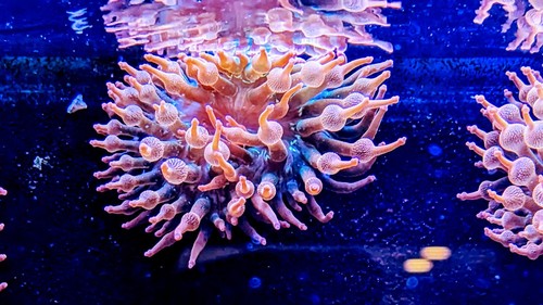 Rainbow bubble tip - rainbow, 🌈