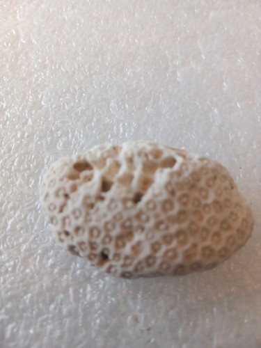 Fossil brain coral - fossil,