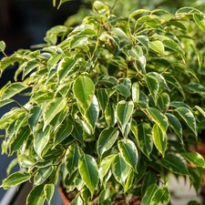 Ficus golden king - golden, variegated