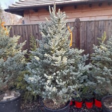 Picea "Fat Albert" 130L