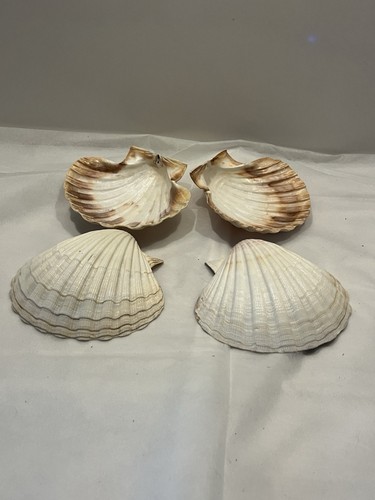 Set large scallop - set,