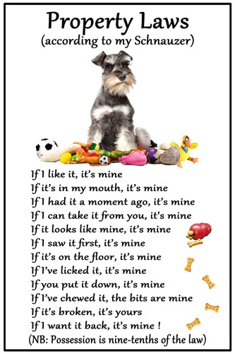 Miniature schnauzer dog - miniature,