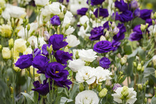 Lisianthus - Echo Series Mixed F1 - 10 Pelleted Seed