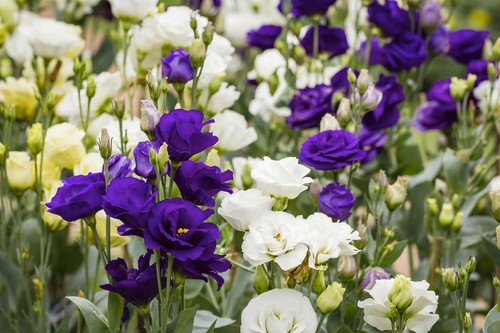 Lisianthus seeds echo series - seeds,
