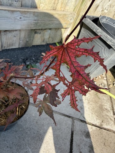 Acer palmatum purple - acer,