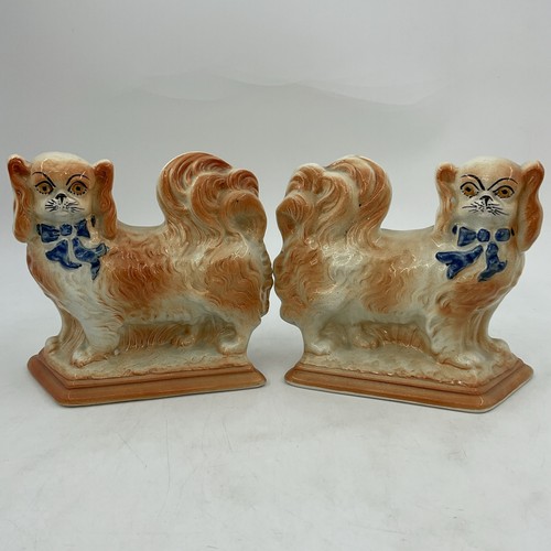 Staffordshire pekinese dogs - pekinese,