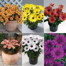 Osteospermum cape daisy - osteospermum,