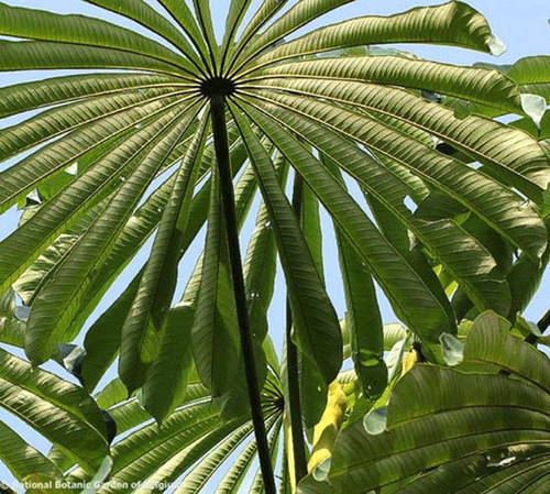 Musanga cecropioides 10 - musanga,
