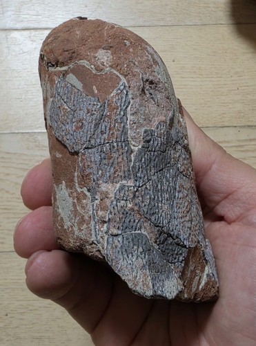 Dinosaur egg elongatoolithus - egg,