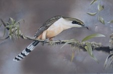 Modern Art - study of a Cuckoo