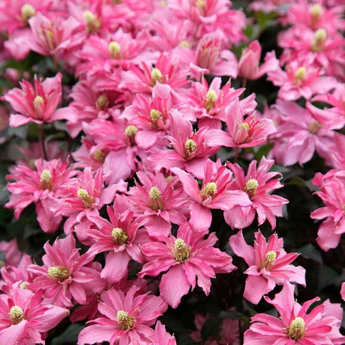 Clematis montana broughton - clematis,