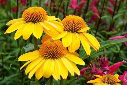 Granada gold coneflower - gold,