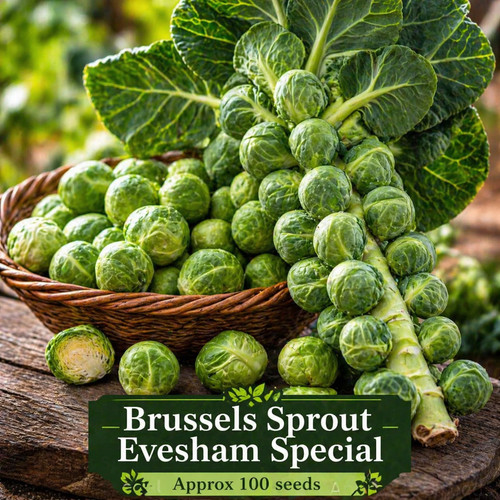 Brussels sprout seeds - brussels, –