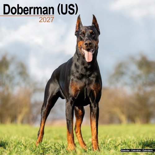 Doberman 2027 calendar - (us), |