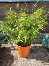 Bamboo plant green - bamboo, 60