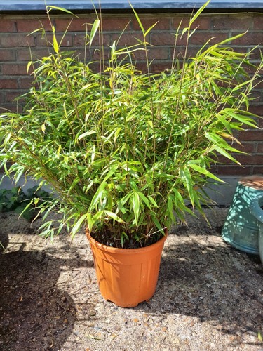 Bamboo plant green - 60, cm