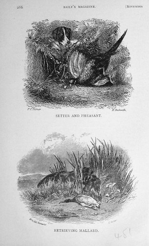 Original old antique print - old,