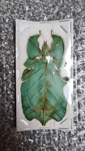 Leaf insect specimen - insect,