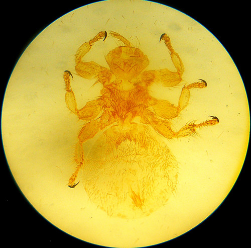 Antique microscope slide - microscope,