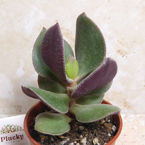 Crassula obliqua succulent - 'obliqua',
