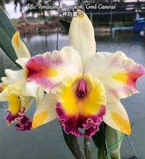 Rlc. Amazing Bangkok 'God Canvas' Orchid Plant