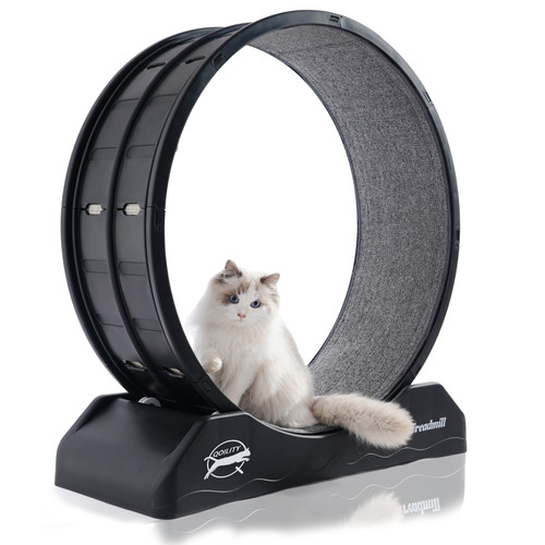 Black indoor cat exercise - cat,