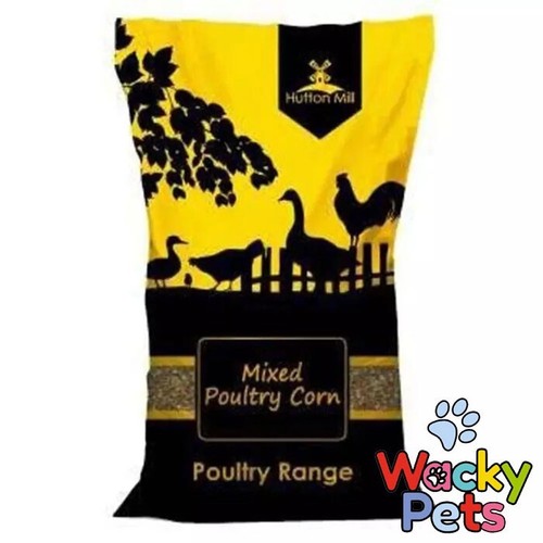 Poultry chicken hen duck - poultry, /