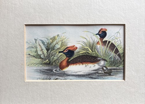 Antique sclavonian grebe - antique,