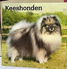 Keeshond Keeshonden dog