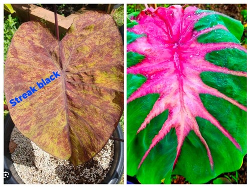 Colocasia hybrid seeds - colocasia, –