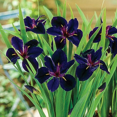 Iris lousiana black gamecock - iris,