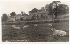 MAULDS MEABURN NEAR PENRITH. SHEEP