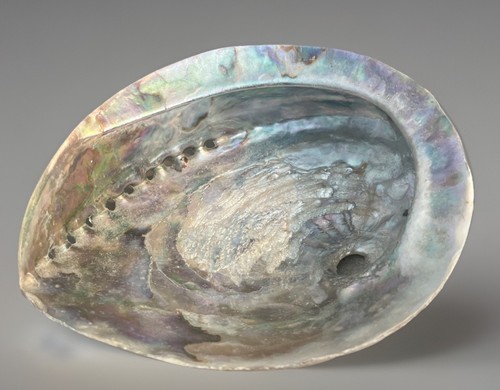 Large vintage abalone paua - vintage,