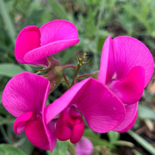 Everlasting pea lathyrus - pea,