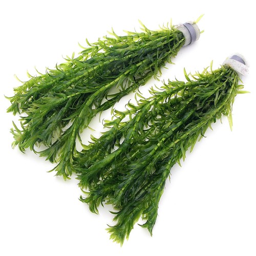 K2aqua elodea densa - k2aqua,