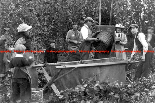F014437 hop picking - f014437,