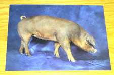 BEAUTIFUL PIGS POSTCARD -