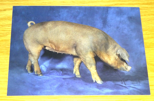 Beautiful pigs postcard - beautiful,