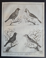 Antique 1792 print - Birds -
