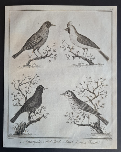 Antique 1792 print birds - antique,