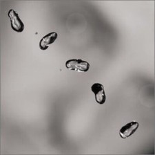 PETER GABRIEL Up RARE OUT OF