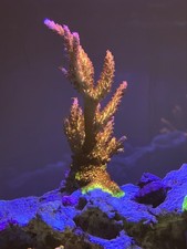 PC Rainbow Acropora