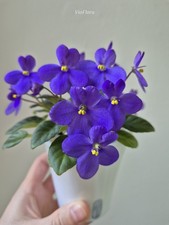 Miniature African Violet