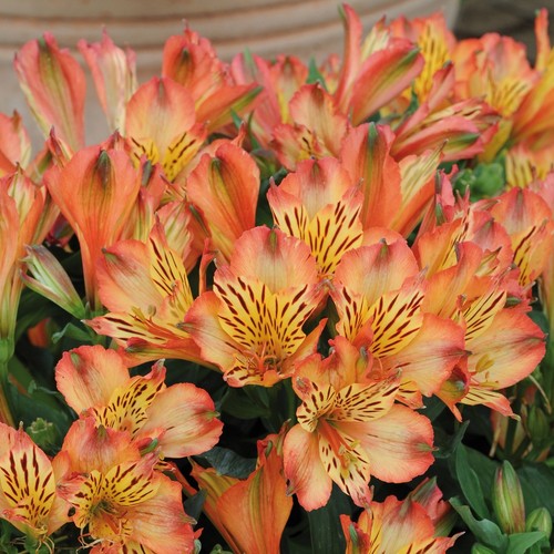 Alstroemeria bryce peruvian - alstroemeria,
