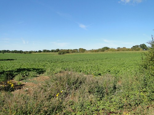 Photo 6x4 field sugarbeet - photo,