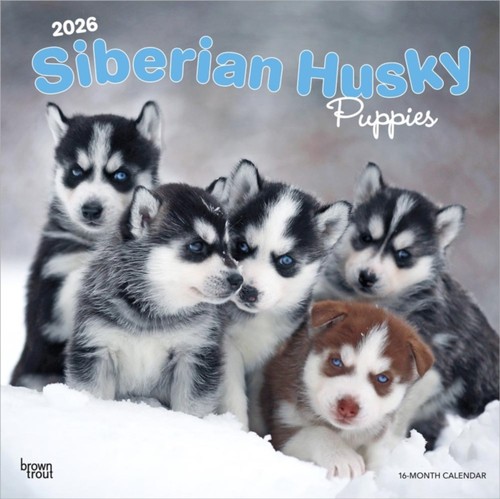 Siberian husky puppies - puppies, 2026