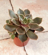 Echeveria 'Love and Peace'