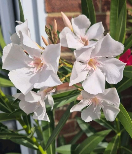 Oleander colours - oleander, 3