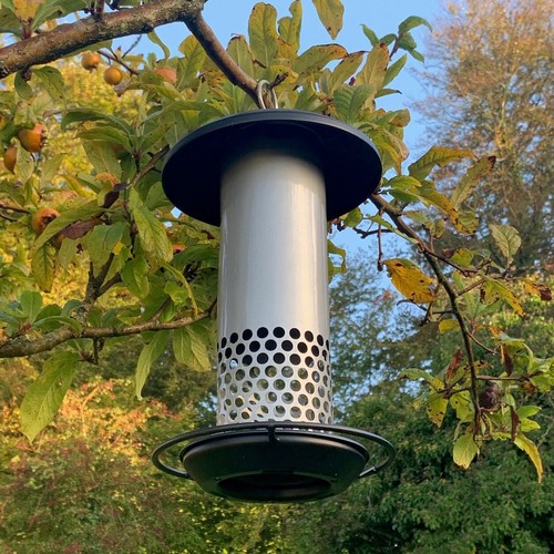 Hanging bird mealworm and - hanging,