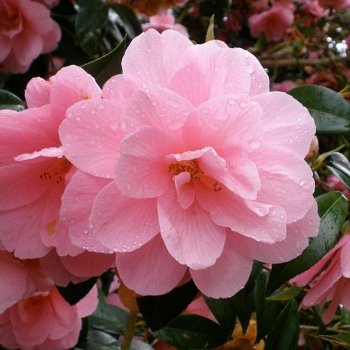 Camellia williamsii donation - camellia,